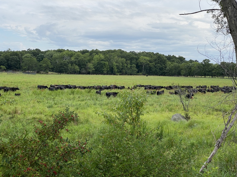 Some lovely black angus cattle